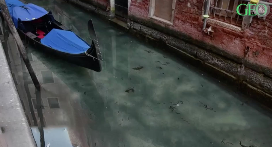 Covid-19 : les eaux de Venise transparentes depuis le confinement (Photo extraite de la vidéo de www.geo.fr)