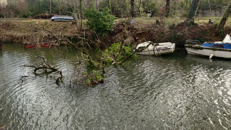 Un chêne est tombé sur l’embarcation au mouillage proche de l’écluse de Gardouch. (Photo DDM)